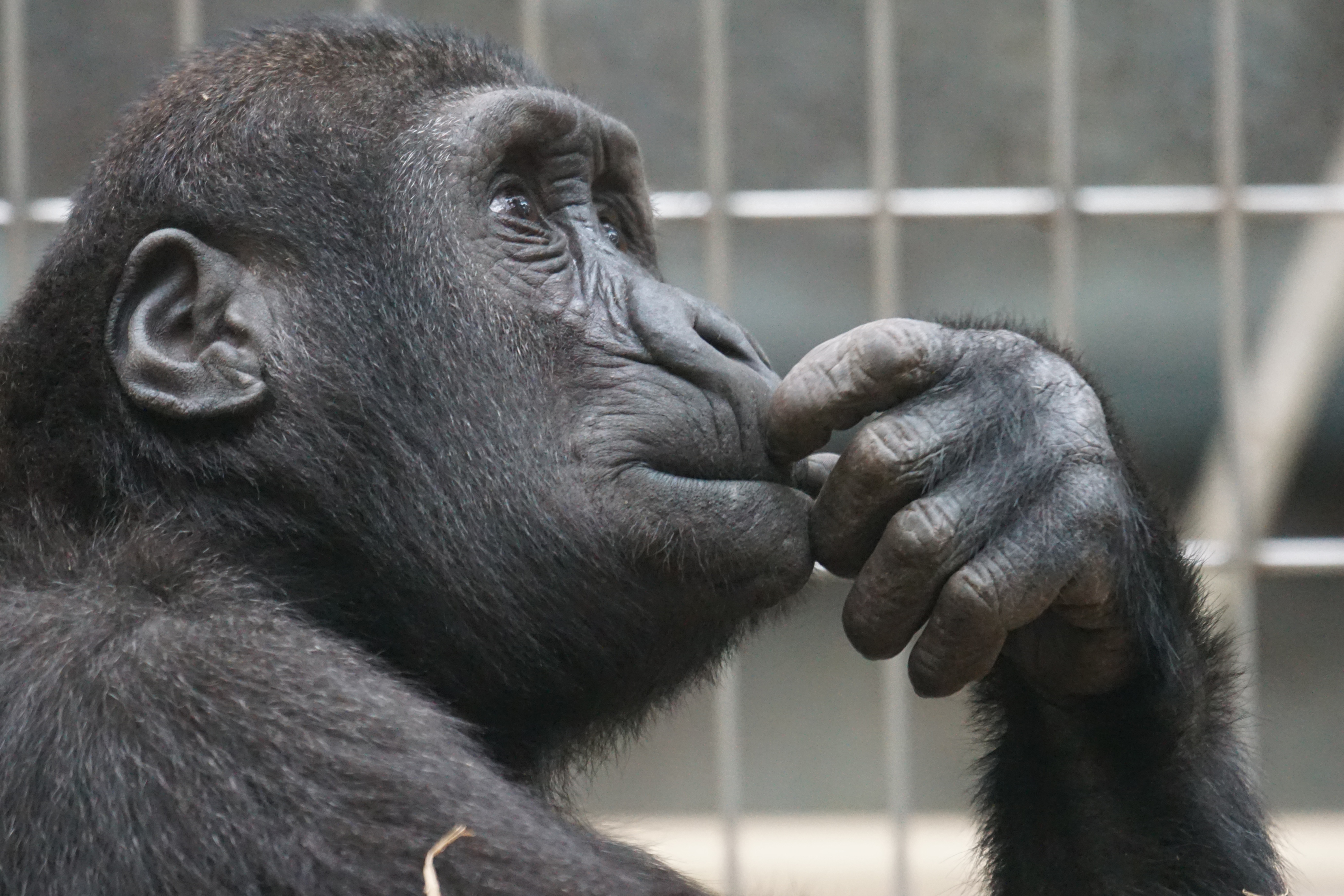 chimpanzee hand articulated